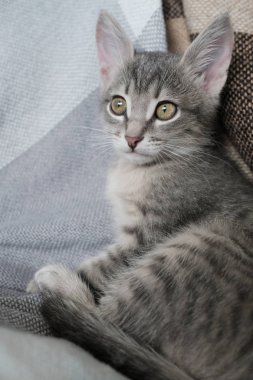 Şirin gri kedi yavrusu oturur ve uzak görünüyor