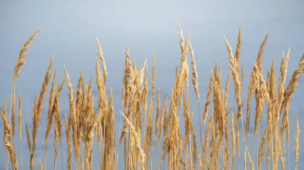 Yellow fluffy ears fluttering against the blue sky — Stock Photo, Image