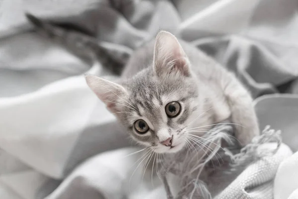 Um lindo gatinho cinza senta-se e olha para o lado — Fotografia de Stock