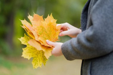 Sarı sonbahar akçaağaç elinde, sonbahar buket bırakır 
