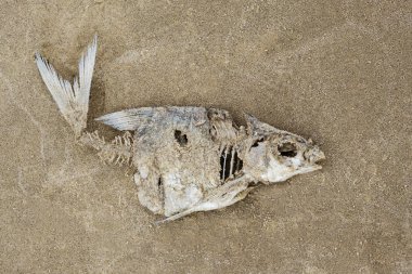 İskelet balık kum. Ekolojik sorunları