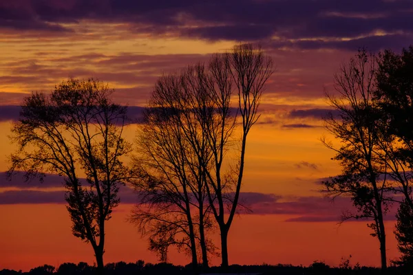 Kolor piękny zachód słońca. Na pierwszym planie są sylwetki drzew. — Zdjęcie stockowe