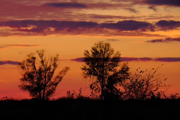 Kolor piękny zachód słońca. Na pierwszym planie są sylwetki drzew. — Zdjęcie stockowe