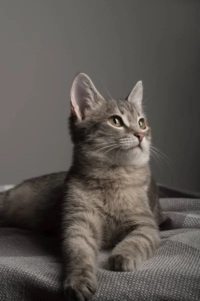 Güzel şirin gri kedi kanepede oturan. 