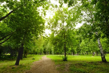 Parktaki ağaçların alt görünümü. Güneş ışığı ağaçların yapraklarından kırılır. Sağlıklı bir yaşam tarzı ve ekoloji kavramı