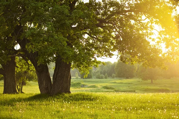 Summer sun light falls through a oak tree — Stock Photo, Image