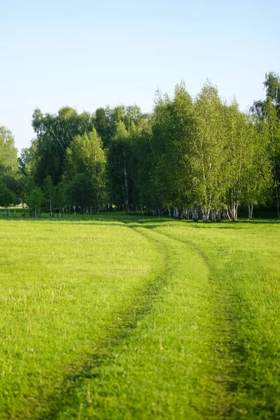 Sommar landskap med grönt gräs, väg, björk Lund och blå himmel — Stockfoto