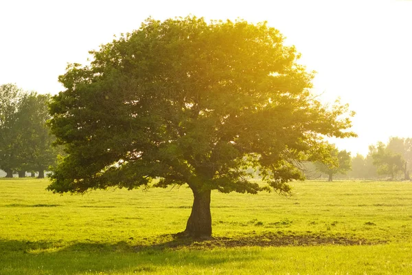Ett fält på vilket växer en vacker hög ek, ett sommarlandskap i soligt varmt väder — Stockfoto