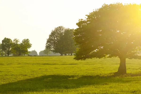 Ett fält på vilket växer en vacker hög ek, ett sommarlandskap i soligt varmt väder — Stockfoto