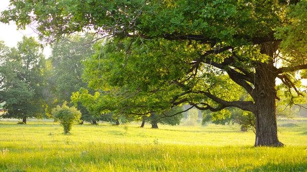 Летнее солнце падает сквозь дуб. Закат вечером. Понятие магии и сказки
. 