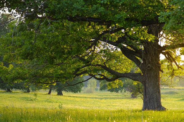 Старые дубы в туманное осеннее утро с солнечными лучами, сияющими сквозь листья
