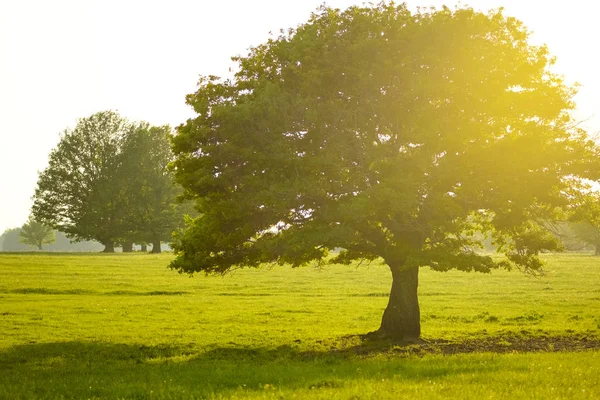 Mäktiga ekträd. Solnedgång på kvällen — Stockfoto