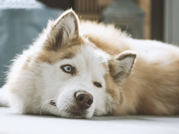 Siberische Husky met mooie blauwe ogen. Close-up portret van beige en wit schattig en gelukkig Siberische husky hond. — Stockfoto