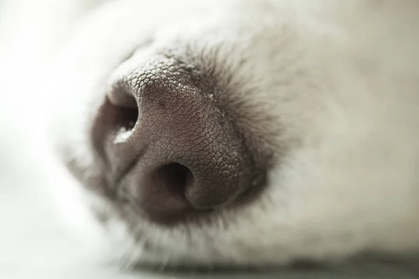 Closeup of the nose of the Siberian Husky