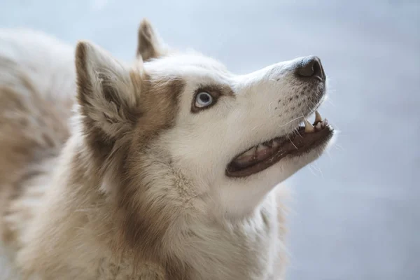 Portret van beige en wit schattig en gelukkig Siberische husky hond. Husky met mooie blauwe ogen binnenshuis. — Stockfoto