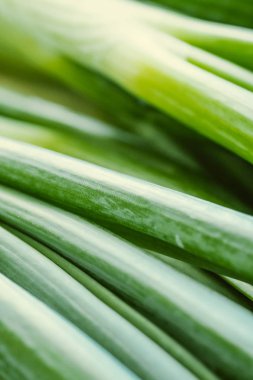 Güzel yeşil soğan frenk soğanı closeup, makro yüzey ve doku