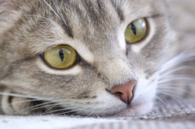Bir kedinin yakın çekim portresi. Kedi hüzünlü bir bakışla uzaklara bakar. Burun ve kedi gözlerinin yakın çekim. Evcil hayvan konsepti. 