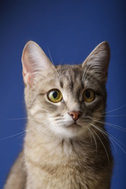 Mavi arka planın önünde oturan güzel gri bir kedi. Güzel gri kedi portresi bir yıl