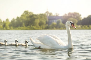 Yavruları ile beyaz kuğu bir yaz güneşli bir günde mavi bir göl üzerinde yüzer