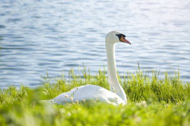 Güzel bir beyaz kuğu mavi bir göl karşı yeşil çim üzerinde oturur ve mesafe içine bakar.