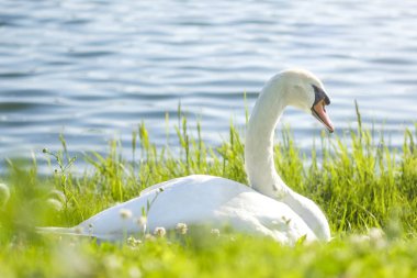 Güzel bir beyaz kuğu mavi bir göl karşı yeşil çim üzerinde oturur.