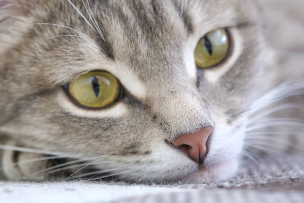 Closeup portré egy macska. A macska néz a távolba egy szomorú megjelenés. Vértes az orr és a macska szeme. PET-koncepció. — Stock Fotó