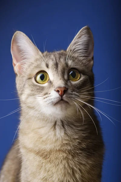 Mavi arka planın önünde oturan güzel gri bir kedi. Bir yıl boyunca güzel gri bir kedinin portresi. Evcil hayvan konsepti. — Stok fotoğraf