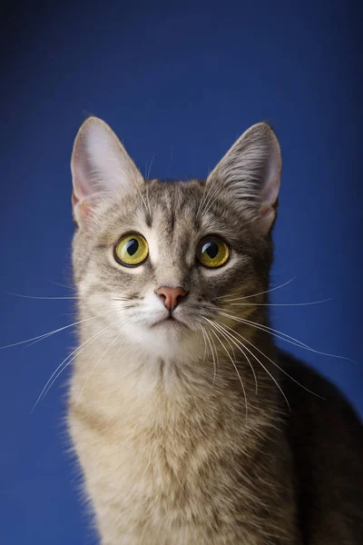 Gatto femmina seduto di fronte a sfondo blu. Ritratto di un bel gatto grigio di 11 mesi — Foto Stock