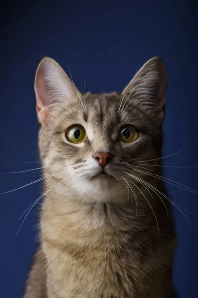 Ritratto di un bel gatto grigio su sfondo blu, 11 mesi — Foto Stock