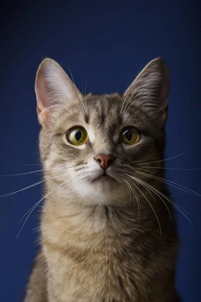 Portrait of a beautiful gray cat on a blue background, 11 months old — Stock Photo, Image