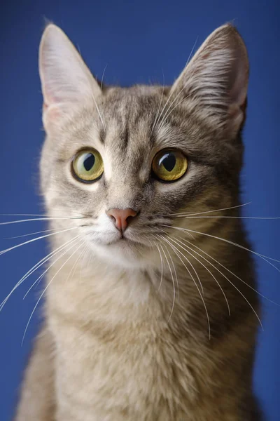 Gatto femmina seduto di fronte a sfondo blu. Ritratto di un bel gatto grigio un anno — Foto Stock