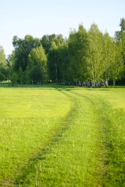 Lato łąki pośród drzew. Krajobraz czerwca. Droga na łące prowadzącej do brzozowego gaju — Zdjęcie stockowe