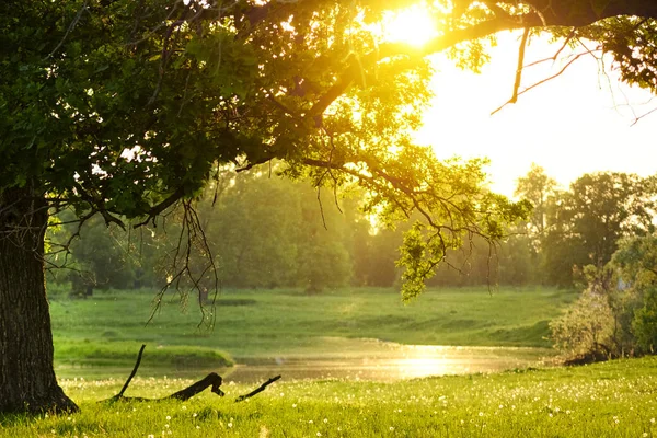 Underbart solljus genom kronan av ekar på bakgrunden av en liten damm, som återspeglar solljus. Begreppet magi och Tale. — Stockfoto