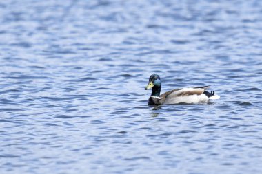 Kuş ve yaban hayatı hayvanlarda. Yeşilbaş ördek şaşırtıcı göl veya nehir altında güneş ışığı manzara mavi su ile içinde yüzüyor. Komik ördek closeup bakış. 