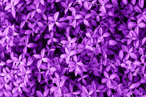 Ультрафиолетовый фон из свежих листьев. Фиолетовый динамический фон для Вашего дизайна
.
