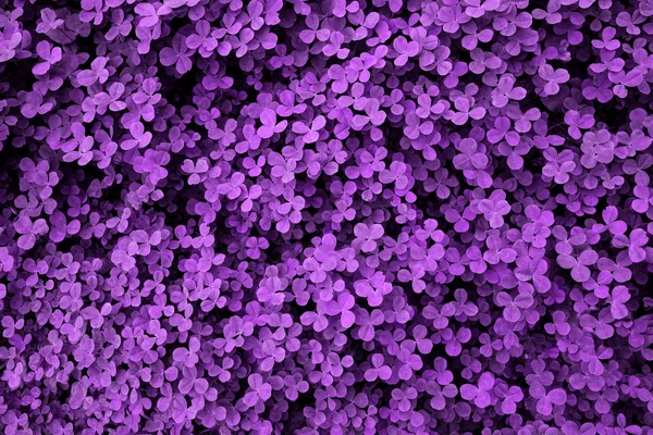 新鮮な葉で作られたウルトラバイオレットの背景。デザインのための紫色のダイナミックな背景. — ストック写真