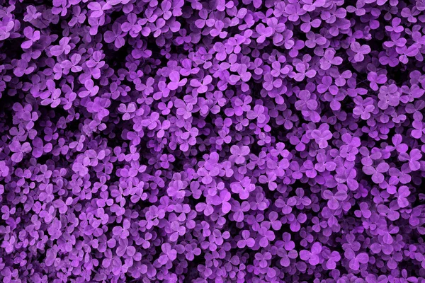 Ultra Violet arka plan taze yapraklarından yapılmış. Tasarımınız için mor dinamik zemin.