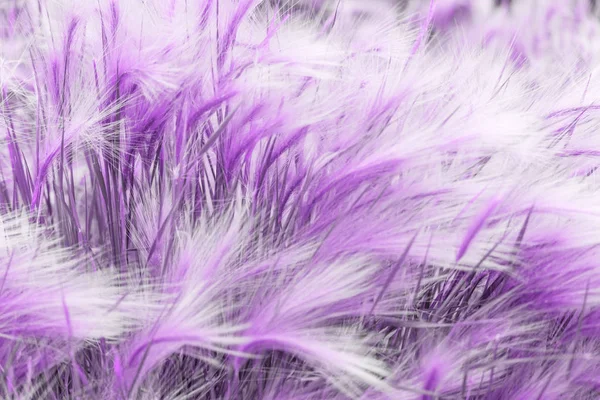 美しい網は紫色の葉自然な花のシダの背景を残します。画像のウルトラバイオレットクリエイティブとムーディーな色. — ストック写真