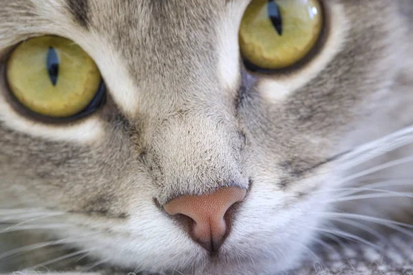 Retrato de cerca de un gatito con grandes ojos amarillos. Primer plano de la nariz y los ojos de gato. Concepto de mascota . —  Fotos de Stock