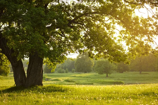 Gamla ekar på sommaren kväll med solstrålar lysande genom löv — Stockfoto