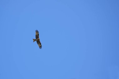 Soluk mavi arka plan karşı havai uçan kırmızı uçurtma kuş