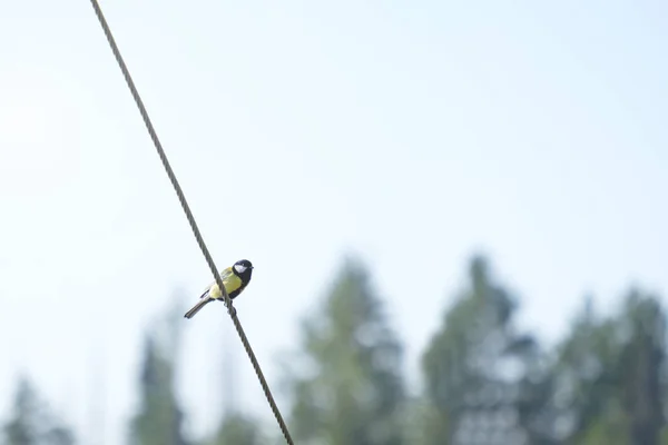 Tit is sitting on the wire on the forest background. Tit bird portrait, chickadees. — Stockfoto