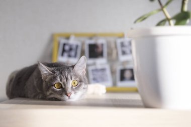 Gri kedi odada yatıyor ve kameraya bakar