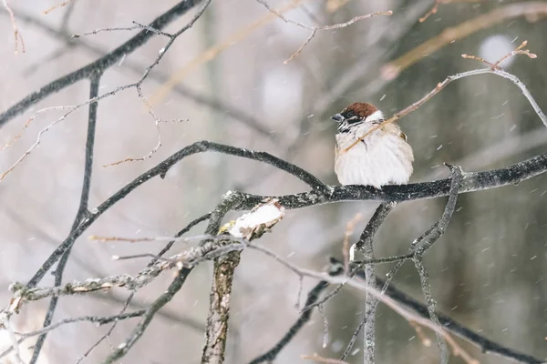 Uccellino divertente seduto in un giardino nel giardino d'inverno, incurvato — Foto Stock
