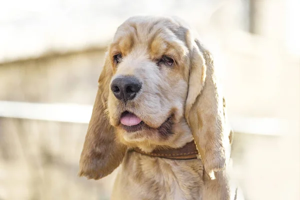 Cocker Spaniel hondenras portret — Stockfoto