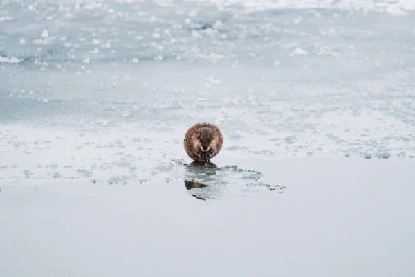 A beaver on a frozen lake eats algae. — Stock Photo, Image