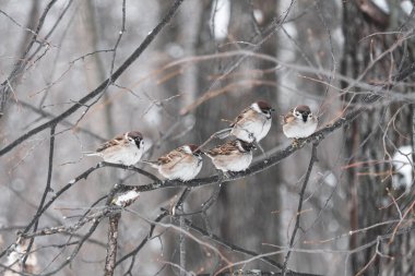 Beş komik küçük kuşlar kış bahçesinde bir bahçede oturan, kambur