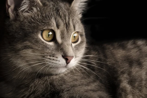 Bellissimo gatto grigio carino seduto sul divano . — Foto Stock