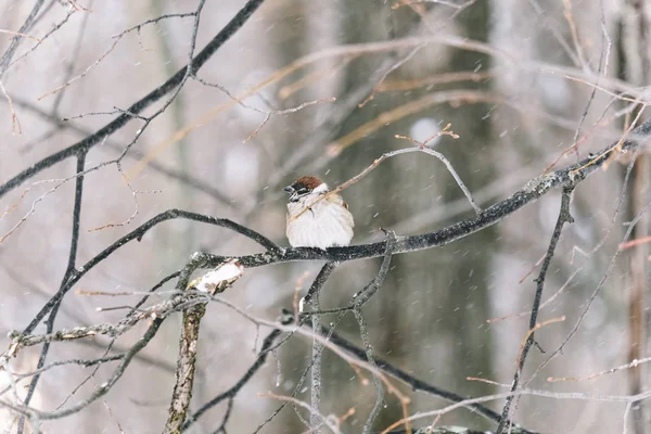 Rolig liten fågel som sitter i en trädgård i vinterträdgård, böjd — Stockfoto