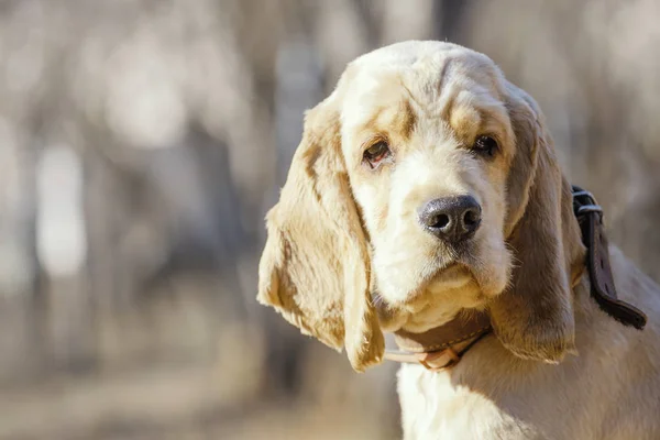 Close-up van een mooie gouden cocker spaniel puppy op zoek naar de zijkant — Stockfoto